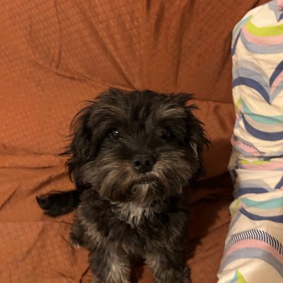 CChovi23237's profile picture. 