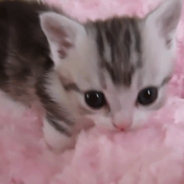 awildcreamster's profile picture. hello i make art please hire me its lowkey over for me