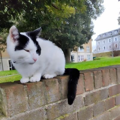 Tobe_Web_Devlpr's profile picture. Enthusiastically embracing new technologies to create engaging websites. Committed to honing skills in HTML, CSS, JavaScript, and beyond.