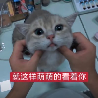 xiaomao768's profile picture. 