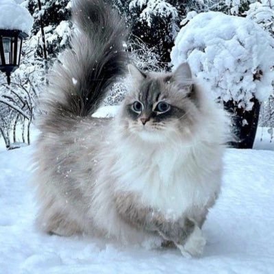 P4RKEREXIC's profile picture. Twitters hype person. I enjoy a good snack sometimes. My life is one big stutter. 24 they/he, No Flash Photography Please