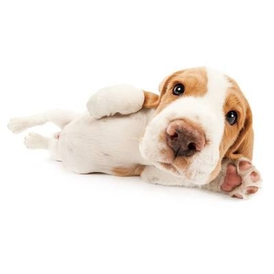 cattstudy's profile picture. 