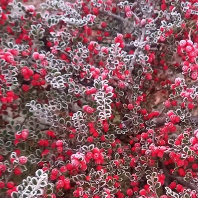 Fewtrella1's profile picture. Views here my own.#LongCovid#POTS #Dysautonomia #Cogcom
RCSLT@GivingVoiceUK winner 2023
Advocating for Cognitive Communication Disorder Post Covid.