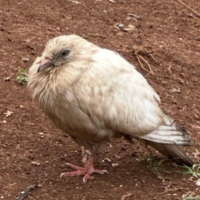 maccaseveryd's profile picture. godzilla,titanfall2,birding fanatic and stoner, he/him 19, 🏳️‍⚧️,PNW i stand with 🇵🇸 🇲🇲 🇺🇦