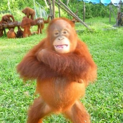 vvieiravitorII's profile picture. hater profissional, autor do manual do canalha. "Já que a gente não pode fazer nada a gente avacalha" -Rogério Sganzerla