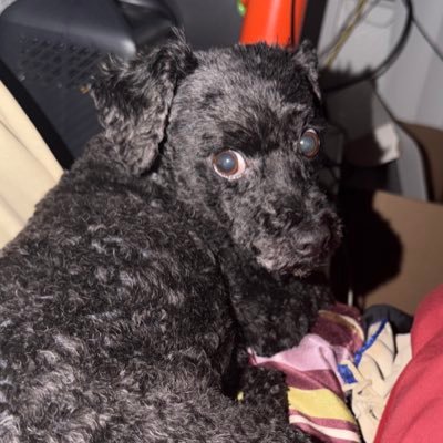 GDPgamingNet's profile picture. Game DEV,eSports,Gaming News freelance,Streamer,modz,YouTube, @fullsail ain’t got nothing on me