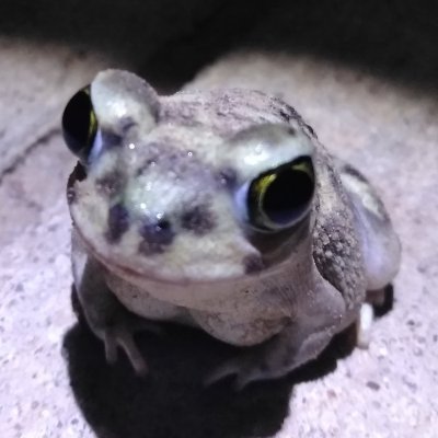 phrog_lmao's profile picture. 𓆏 F.R.O.G. is to Fully Rely On God𓆏
𓆏 Experiments with silliness𓆏
𓆏 Customer complaints𓆏
𓆏 Casual streamer𓆏