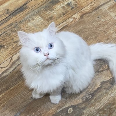 anaaresistanam's profile picture. for shits and giggles