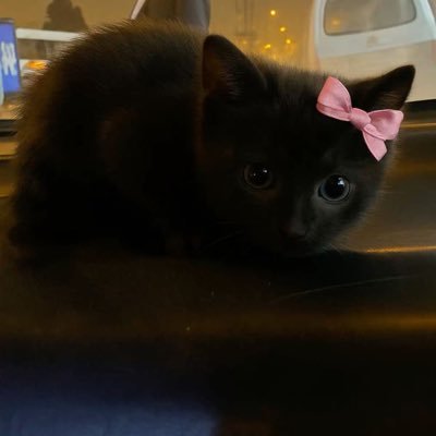 fechasatiss's profile picture. persian princess