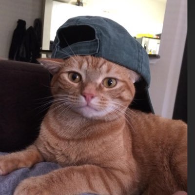 Them4Turtles's profile picture. 