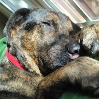 grizzledcroc's profile picture. Extremely suicidal so if I truly vanish ,know that  I finally was brave enough to fix everything  and finally escaped the curse that is my life