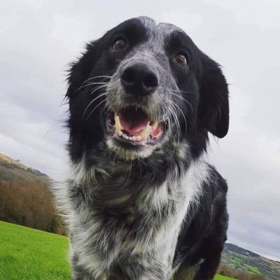 MaryCatbells's profile picture. Enjoying exploring whilst I still can. 
Retired teacher, wildlife lover,
fell walker, still learning new pathways.