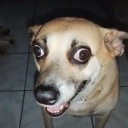 eusoubaile's profile picture. I'll kill 'em all before I let 'em kill my joy