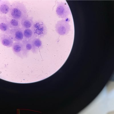 radreswanabe's profile picture. son of the lesser gods