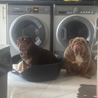 tomrolo92's profile picture. ⭐️⭐️⭐️⭐️⭐️⭐️