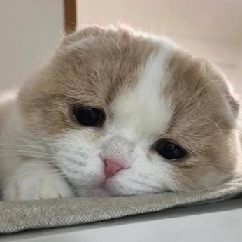 mobyster's profile picture. market participant