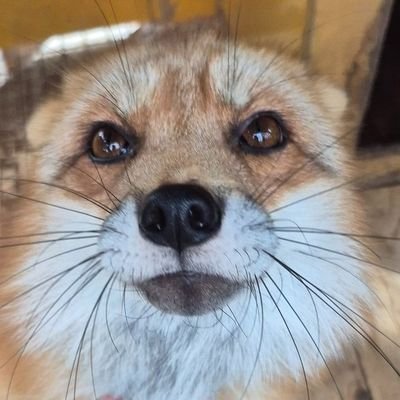 Unknown_and_Fox's profile picture. 🔥🦊🇨🇵 French Fur 🇨🇵🦊🔥 / 🏳️‍🌈 Safe Place 🏳️‍🌈 / I love: 🦊✒🛹🎶🎮 / Learning 🇨🇵  🇨🇳 🇬🇧 / 🦊=🔥 / Drawer ✏ / 23