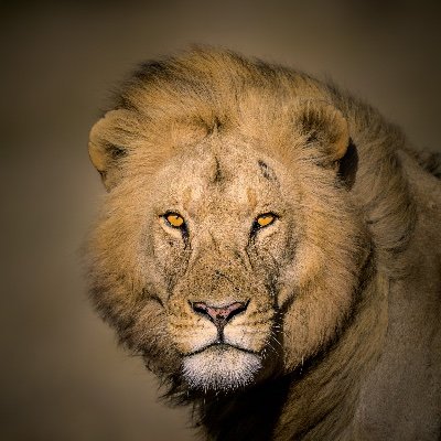 jgardner04's profile picture. Wildlife conservation photographer | African megafauna specialist | Prints support preservation
📸 https://t.co/Lmw1lz1FN3