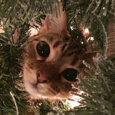 d4rlingjazzy's profile picture. 'Forever my undoing' || My wifeys @astr0fied + @ArfaPlays || proofs- ct/mw: #jazzytrusted gw: #jazzynotfake || i ♡ ducks || she/her