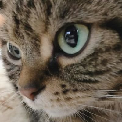 sonohigurashi41's profile picture. 元雀荘勤務、現薄給リーマン。天鳳(767656)。フォロバします。note見てね。