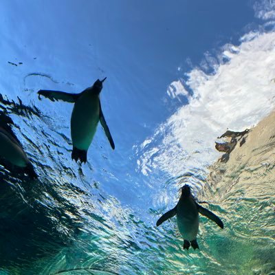 poikatsuxhanako's profile picture. 