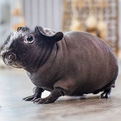 Zitty_titty's profile picture. 