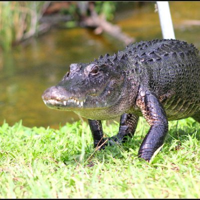 alphigator's profile picture. 