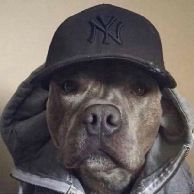 camthomaspawjob's profile picture. ☆ 67 years old 🔥 💯 ✱ no mercy 2 whoever😹 ☆ opp popper 🔫 🥷🏿 ✱ NOT from ohio 🙅‍♀️ ☆ #24 CAM THOMAS BETTER THAN LEBRON😹🫵 ☆not @neversteadyy 🌚