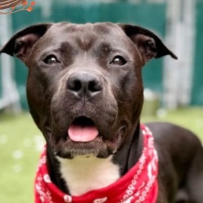 MarjonQ17isBACK's profile picture. No DMs. #SaveTheChildren 🇺🇲 #SaveTheAnimals
ADOPT DON'T SHOP! 🐶 😺 🐰 🐀 🐦 🦝🦊🐺🐻🐮🐷🐴🫎🐸🐢🦎🐈🐈‍⬛🐩🐕🦮🐖🐎🫏🐄🐂🐃🦬🐏🐑🐐🦌🦙🦥🦘🐘🦣🦏🦛🦒🦫🐿️🐫🐓