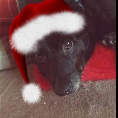 AndreaJackGoro's profile picture. Yorkie lass
 Beach boys, David Bowie, The kinks, Rod Stewart, Human League, Coldplay Dogs, Birds, soaps, music, travelling, art, photography