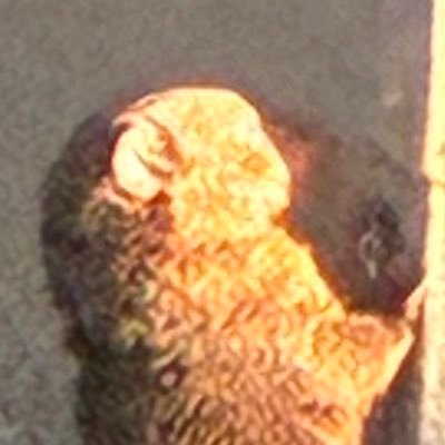 hcurQCQ's profile picture. 