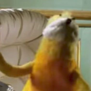 KIll_0_Byte's profile picture. 