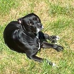 therealwadu's profile picture. Thinker, straight-shooter, Indian-American, Hindu,  Loves Shree Shivaji Maharaj