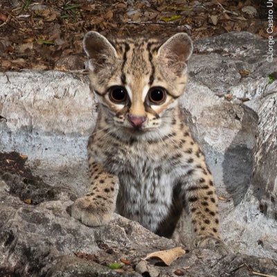 unotfbg's profile picture. upstart