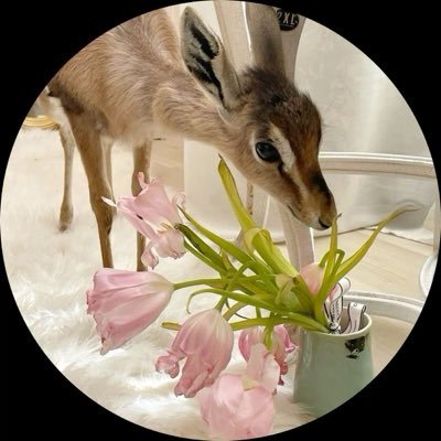 9iinve's profile picture. لقياك في كلّ الليالي مسّرة ❣️