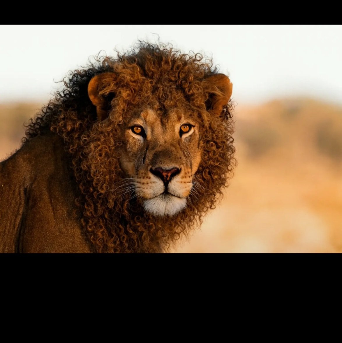 Kuwam_Alabi's profile picture. 