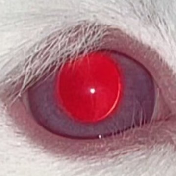 m3naquel's profile picture. mena/menaquel👽🍎🍏🍎🍏👍     AI🚫転載🚫
关注取关拉黑随意/FRB free/FRBお気軽に
私联大欢迎/お気軽に絡んで下さい
 🥞🚥  👁️中心 と繋がりたい
中文🆗/日本語🆗/English🆗