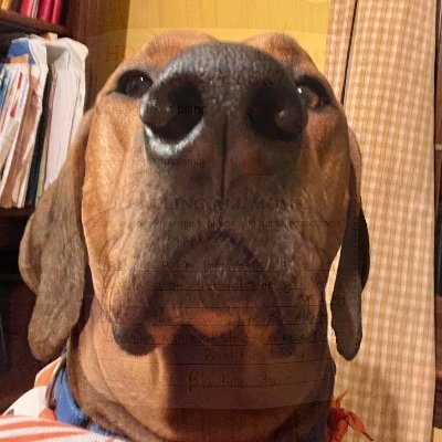 Cheems_Spl's profile picture. love and guidance ❤️‍🩹