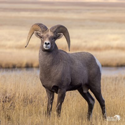 MeserveRic67130's profile picture. Victim of identity theft!! Former Account was Rickmcsufan.