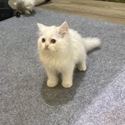 dutditdut's profile picture. 🐶