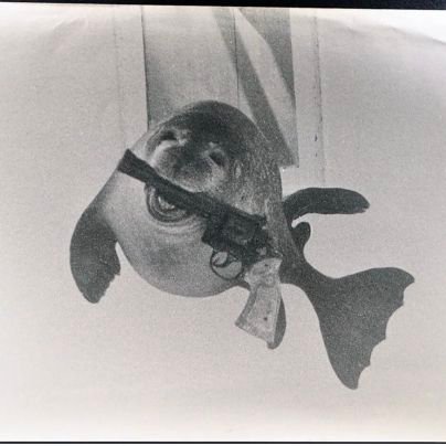 donaltopado's profile picture. dante. devir-chud. neguinhofoid. condone first degree murder.