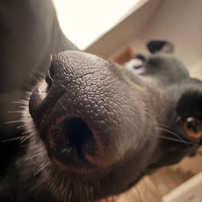 MellowJellow11's profile picture. 23