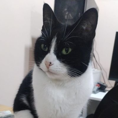 Diana82095608's profile picture. Mi pasión : 🇪🇨♥️