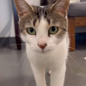 HardwoodHrtg's profile picture. Meme coins | NFTs | @warriors | @lcfc | @Valorant