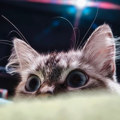 iArmandoFlores's profile picture. Twitch: https://t.co/ukUOMq7aVb