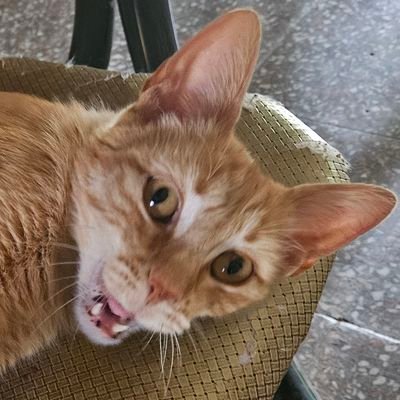 lilmoxxy's profile picture. 21 añitos / 🎶 Eufonista 🎶 / Furro 🇦🇷