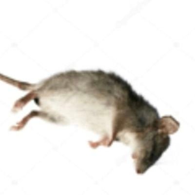 malmanzord's profile picture. sorry individual