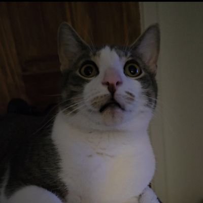 SaboneteSuja's profile picture. 