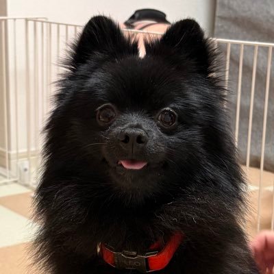 leo_0418_'s profile picture. 黒ポメのレオ 🎂2024.10.29 🏠2025.4.26 レオさんと父ちゃん（旦那）との3人暮らし🐶🖤👫 母ちゃんは看護師頑張ってます💉🪽 初めてのわんちゃんで毎日奮闘中🐶🖤 レオさん成長日記もかねて呟いてます💬 無言フォローすみません！よろしくお願いします🙇♡ #ポメラニアン #黒ポメ