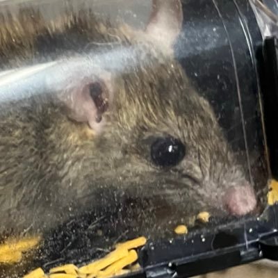 JudeMayerJazz's profile picture. NWA Based Jazz Bassist, Musician and Band Leader, UARK Jazz Student